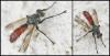Cylindromyia bicolor